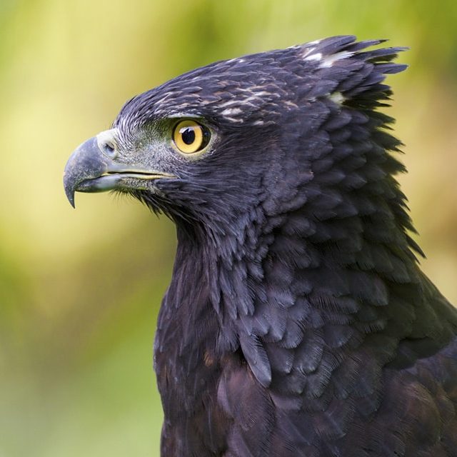 Side view of black eagle head