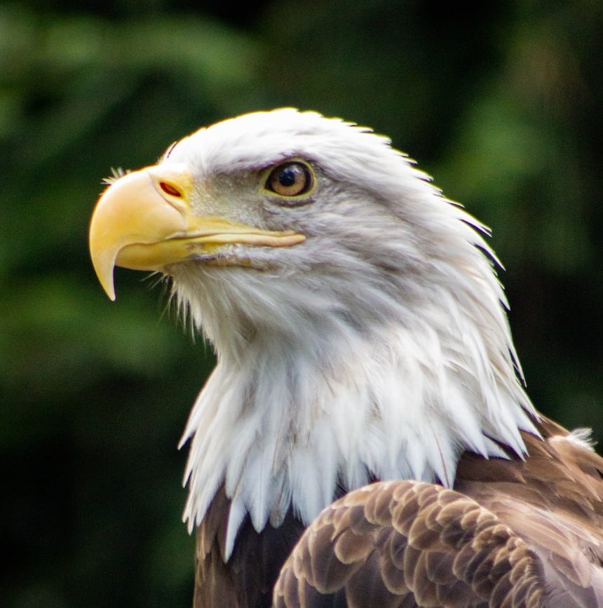 Side view of bald eagle head