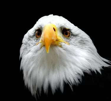 Front view of bald eagle head