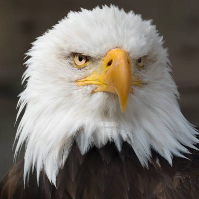 Front view of bald eagle head